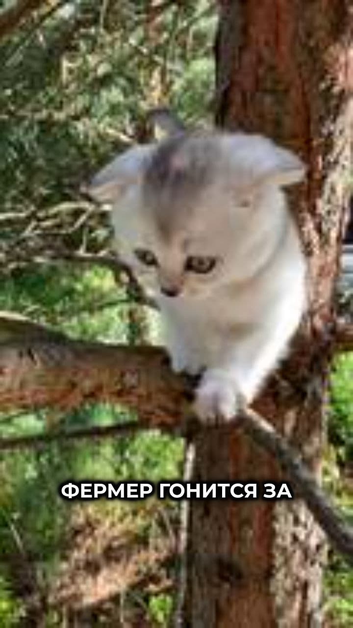 Farmer Chases Cat Up a Tree