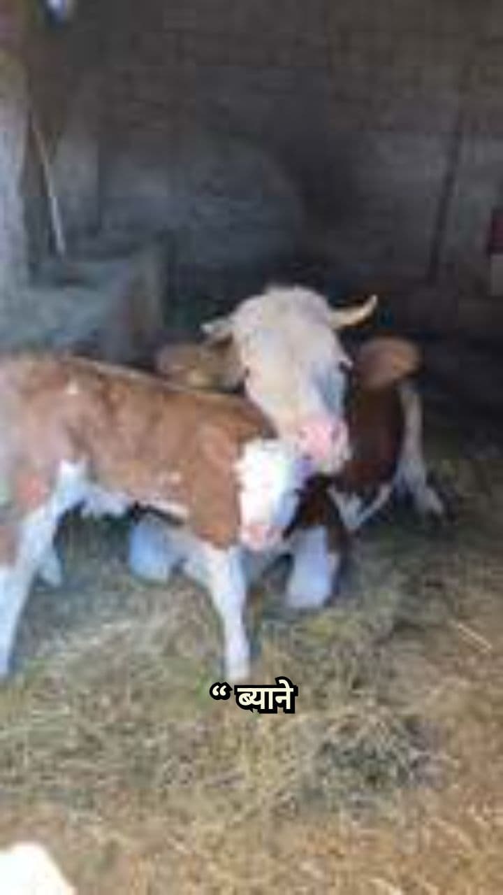 गाय में गर्भाशय संक्रमण का घरेलू इलाज