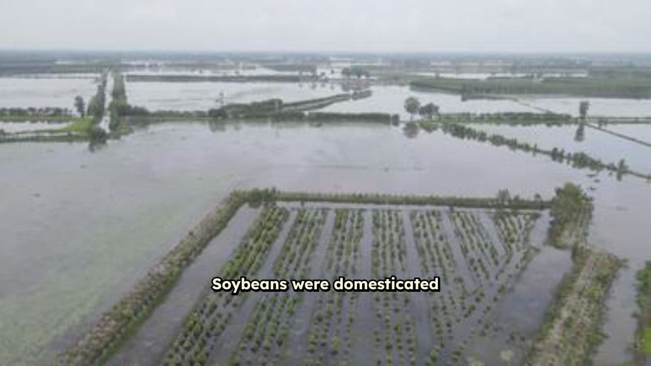 The Versatility of Soybeans