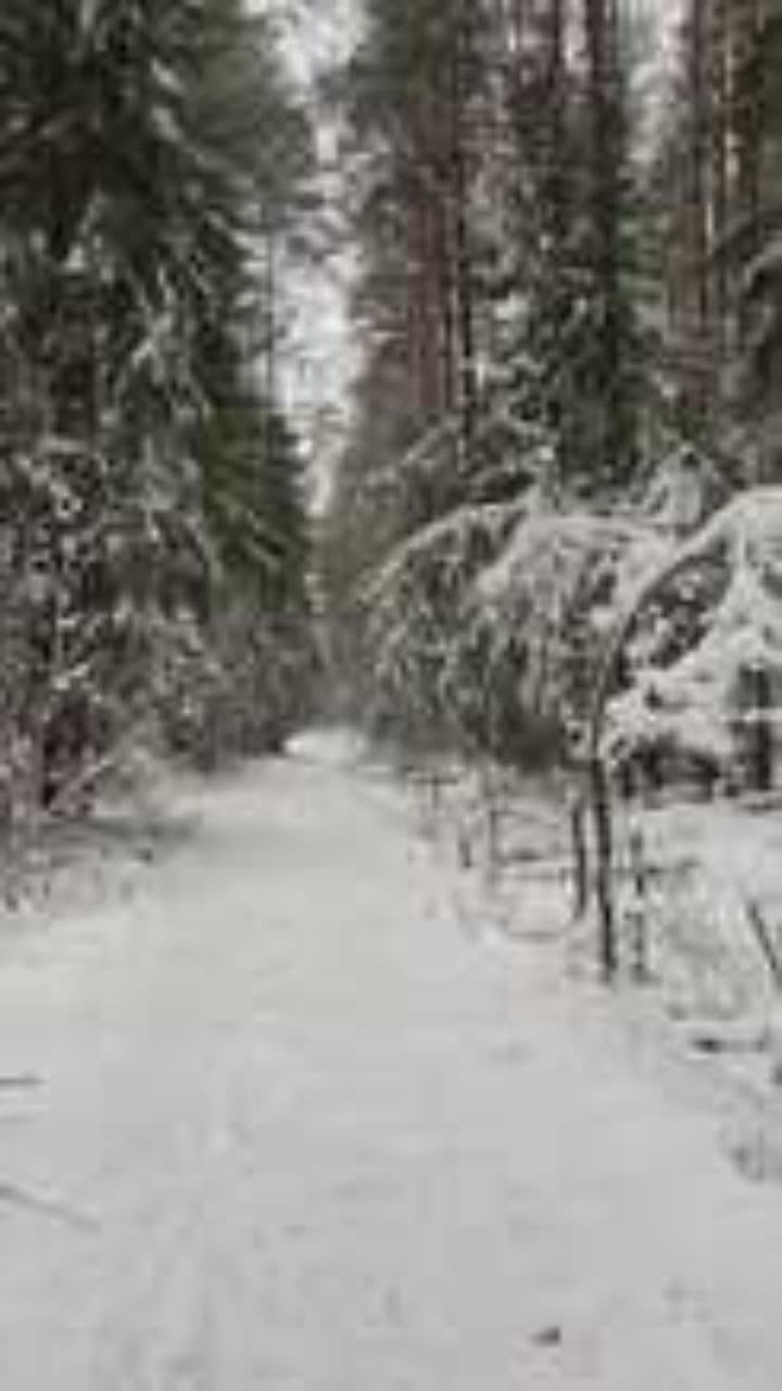 Reyes de las fiestas de invierno