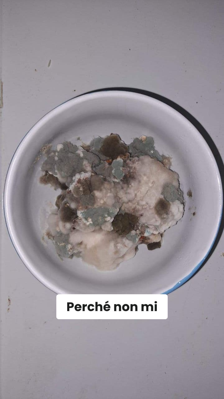 Il Lamento del Bolognese Muffino