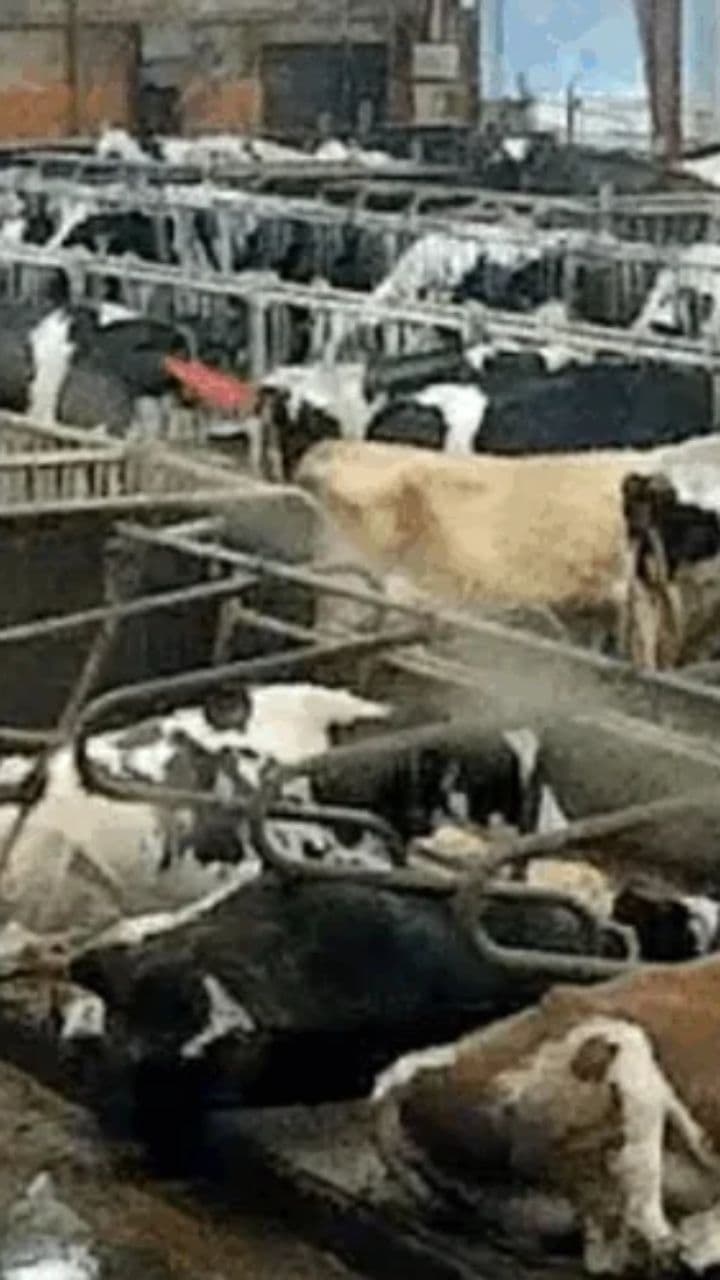 Cows Abused on Swedish Dairy Farm