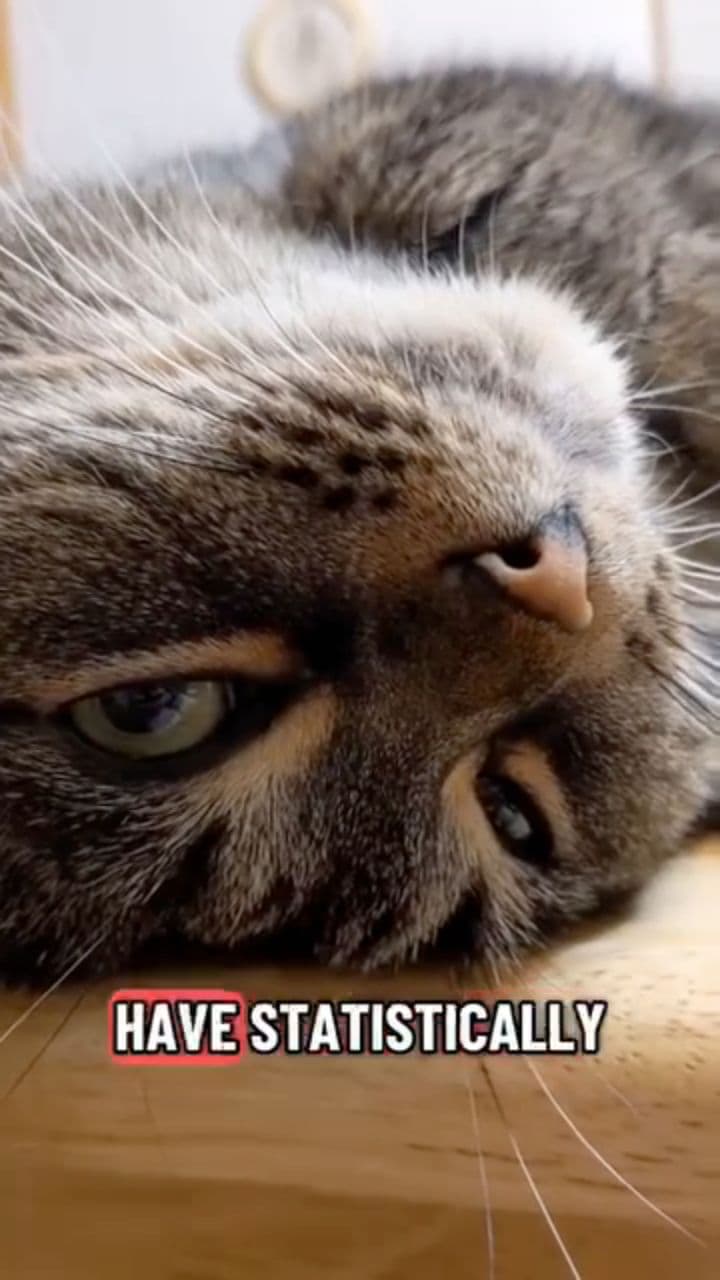 Il gatto: un dispositivo medico naturale