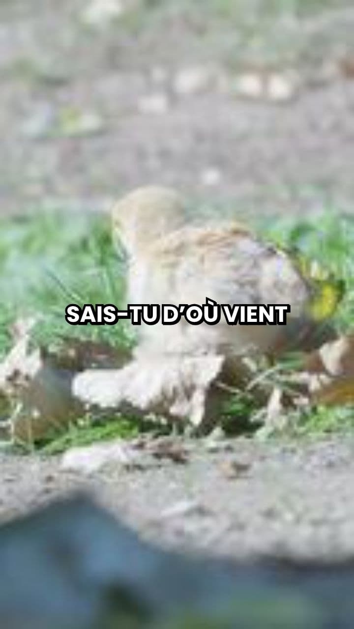 32. Quand les poules auront des dents