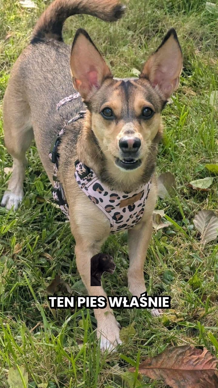 Pies piecze świąteczne pierniki