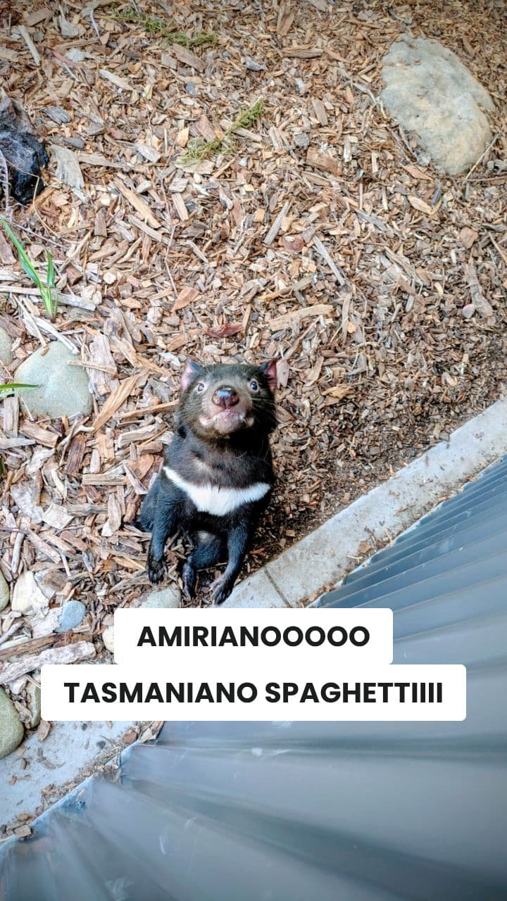 La Follia del Tasmaniano Spaghettiiii