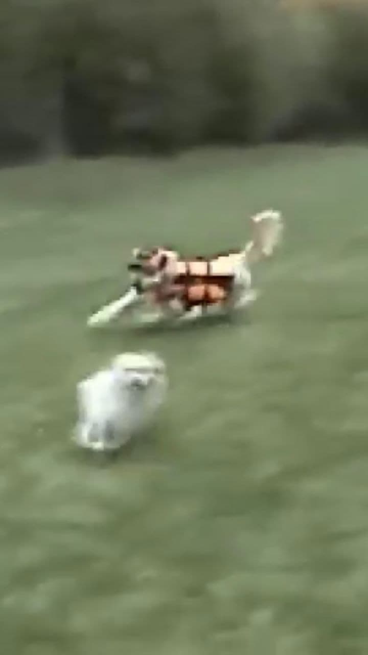 Bears Gridiron Victory Anthem