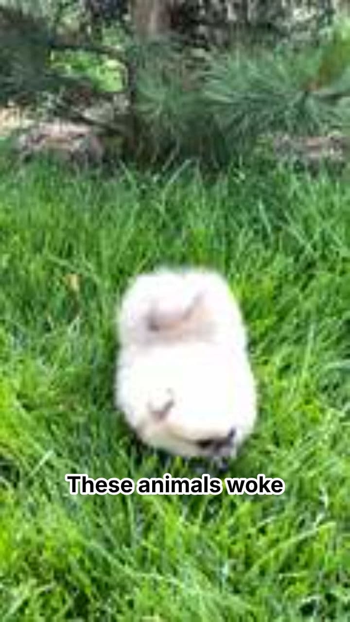 Animals Choosing Chaos Compilation