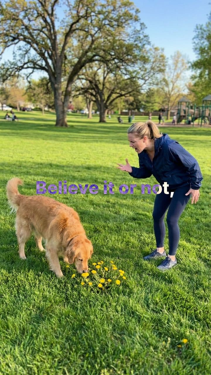 28-Day K9 Discipline Challenge