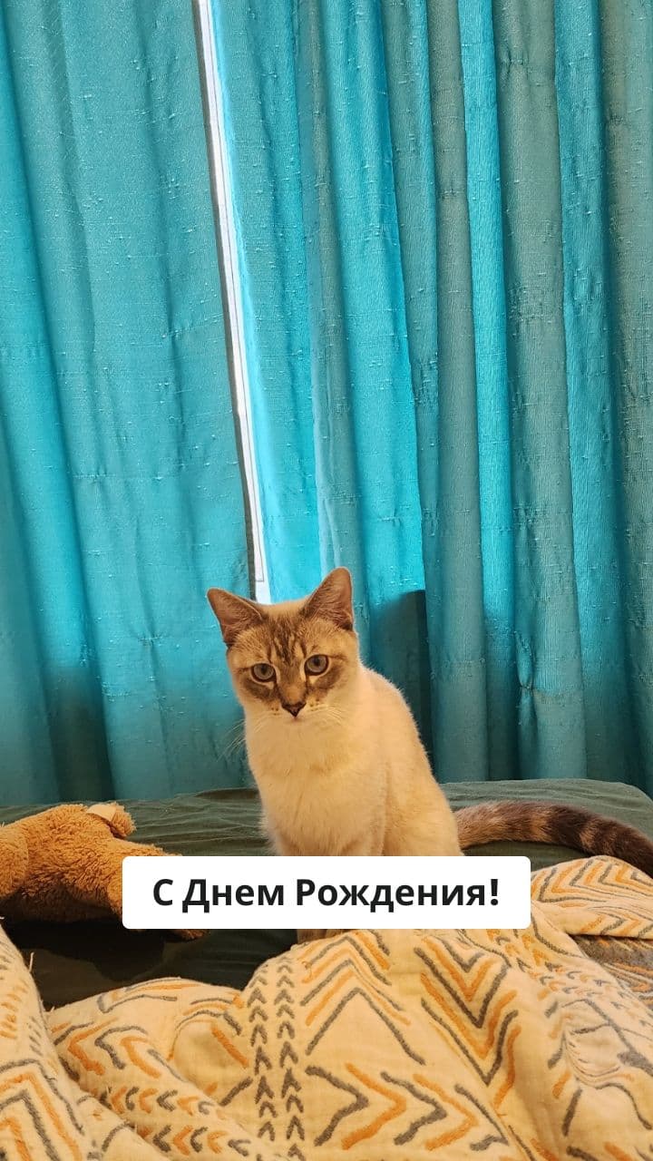 Поздравление от Котика