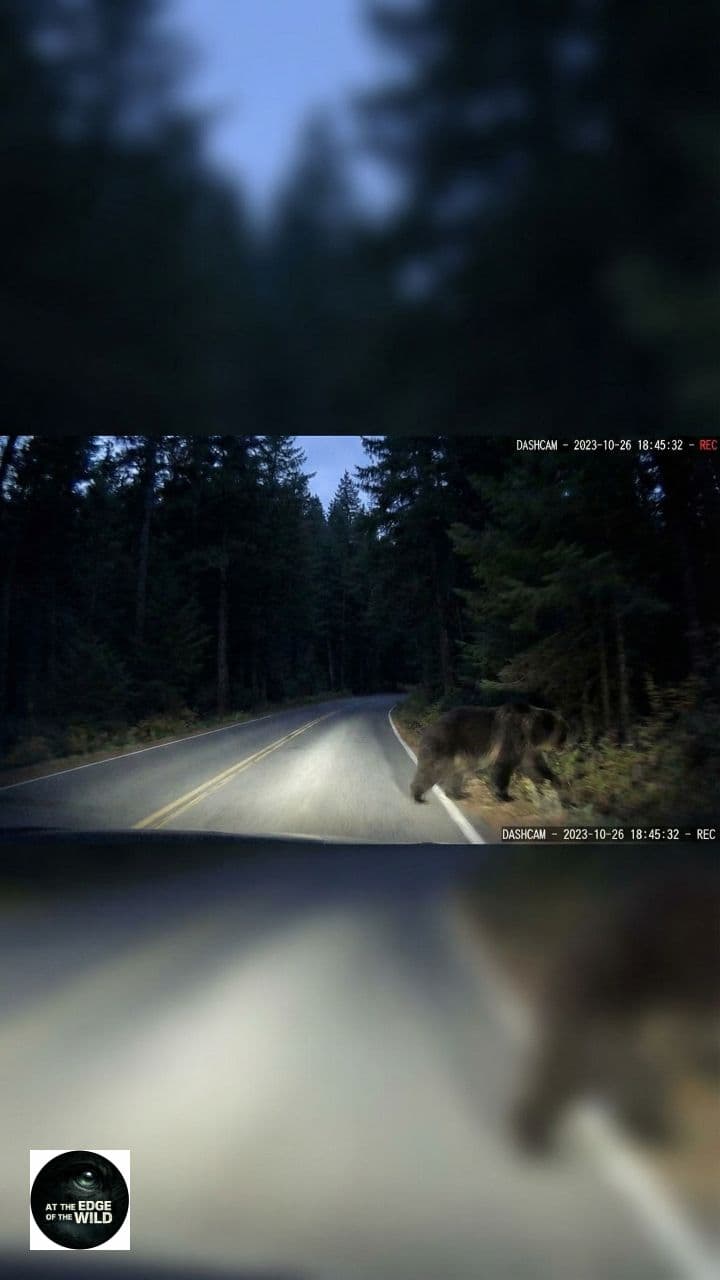 Wild Bear Road Crossing Dashcam