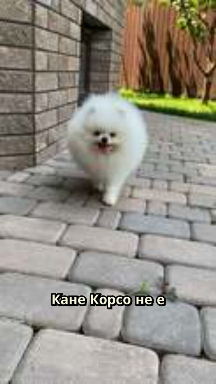 Кане Корсо: Лоялен, но изискващ питомец