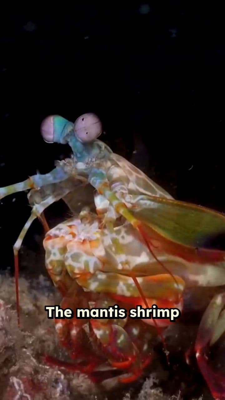 The Rainbow Assassin of the Sea