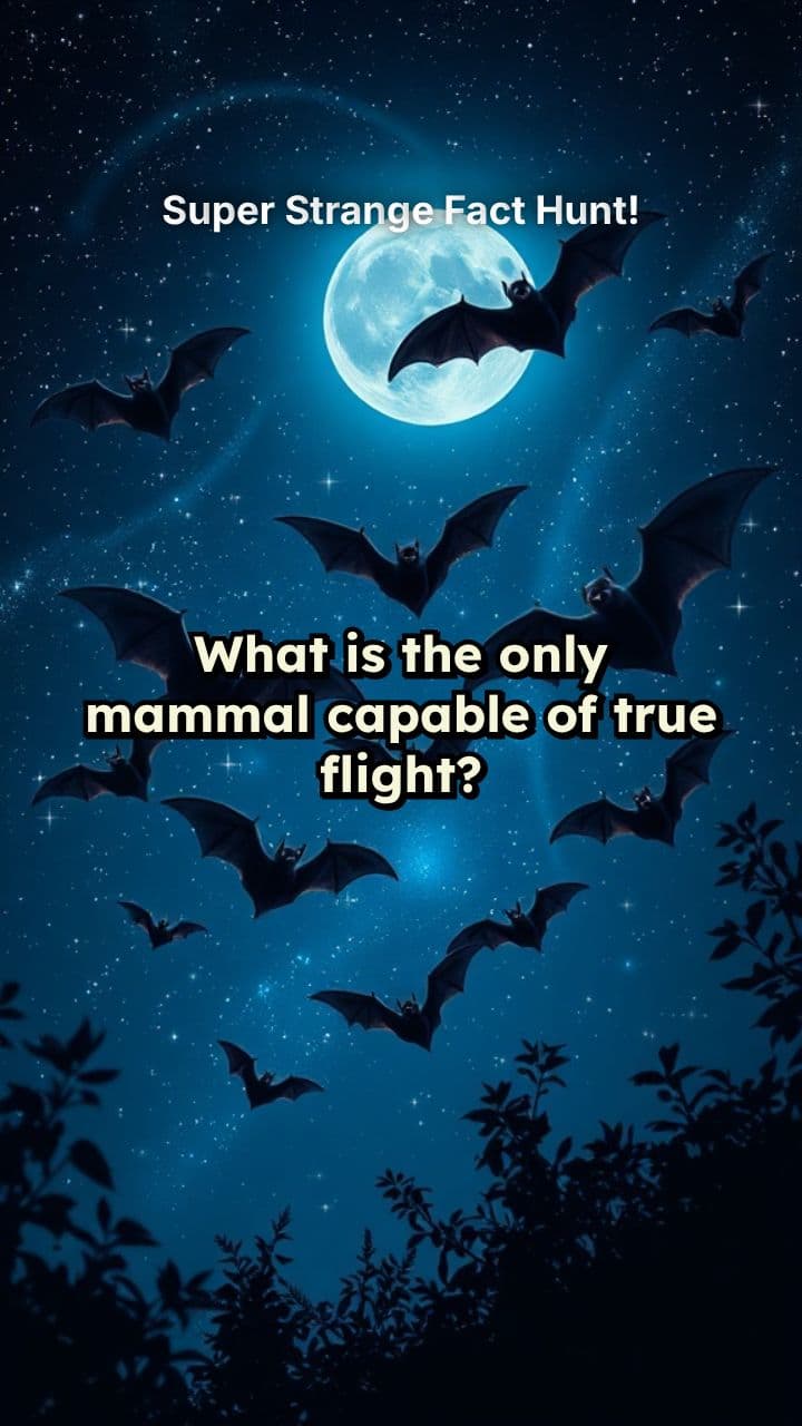 Super Strange Fact Hunt!