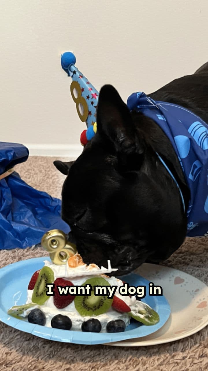 Dog Devours Birthday Cake in One Bite