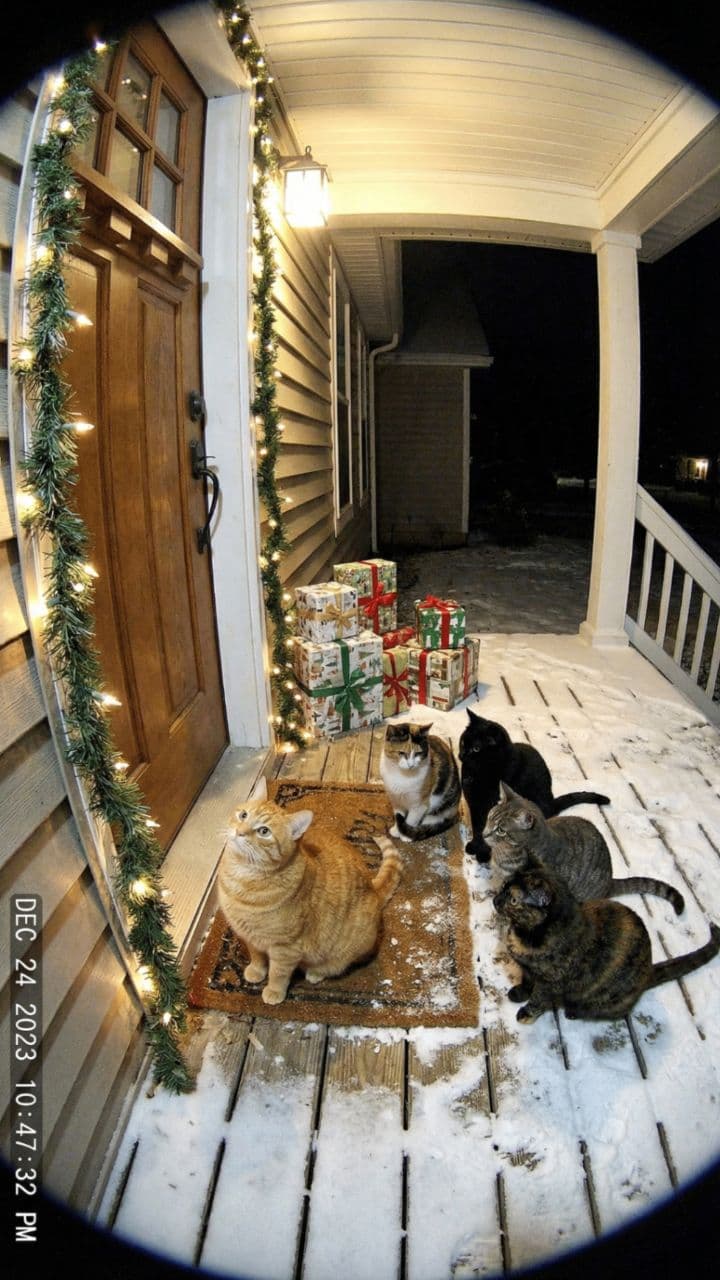 A Magical Christmas Surprise