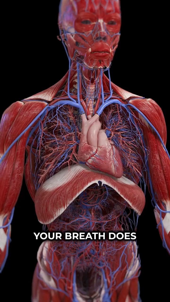 The Importance of Proper Breathing