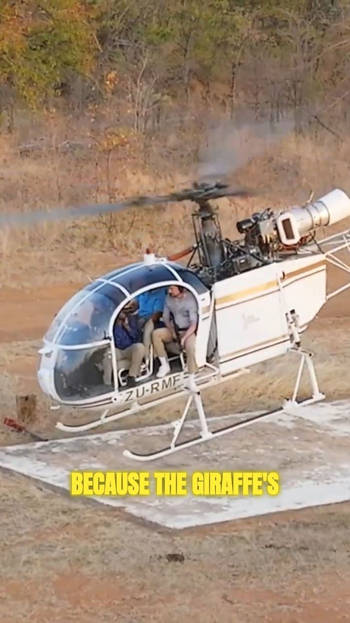 Vaccinating Giraffes From a Helicopter