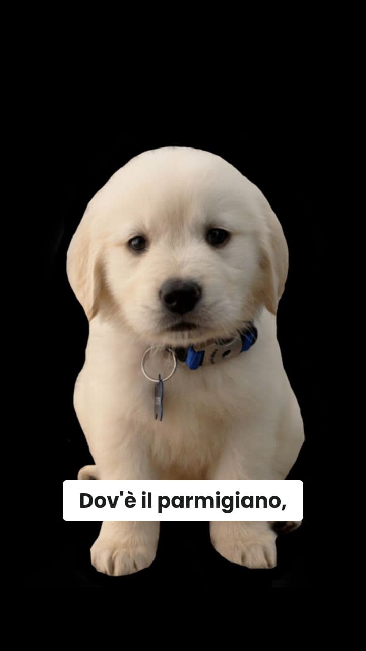 Spaghettidoggo nel Deserto Assurdo