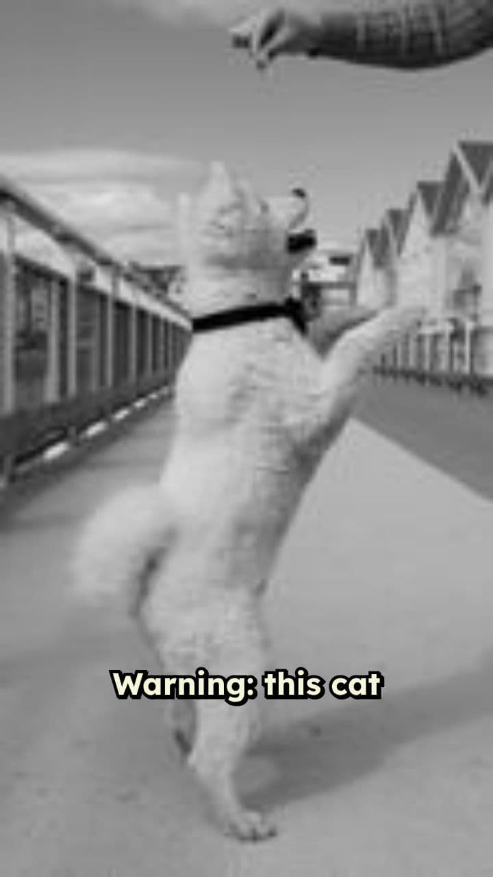 Disco Cat’s Unexpected Mic Drop