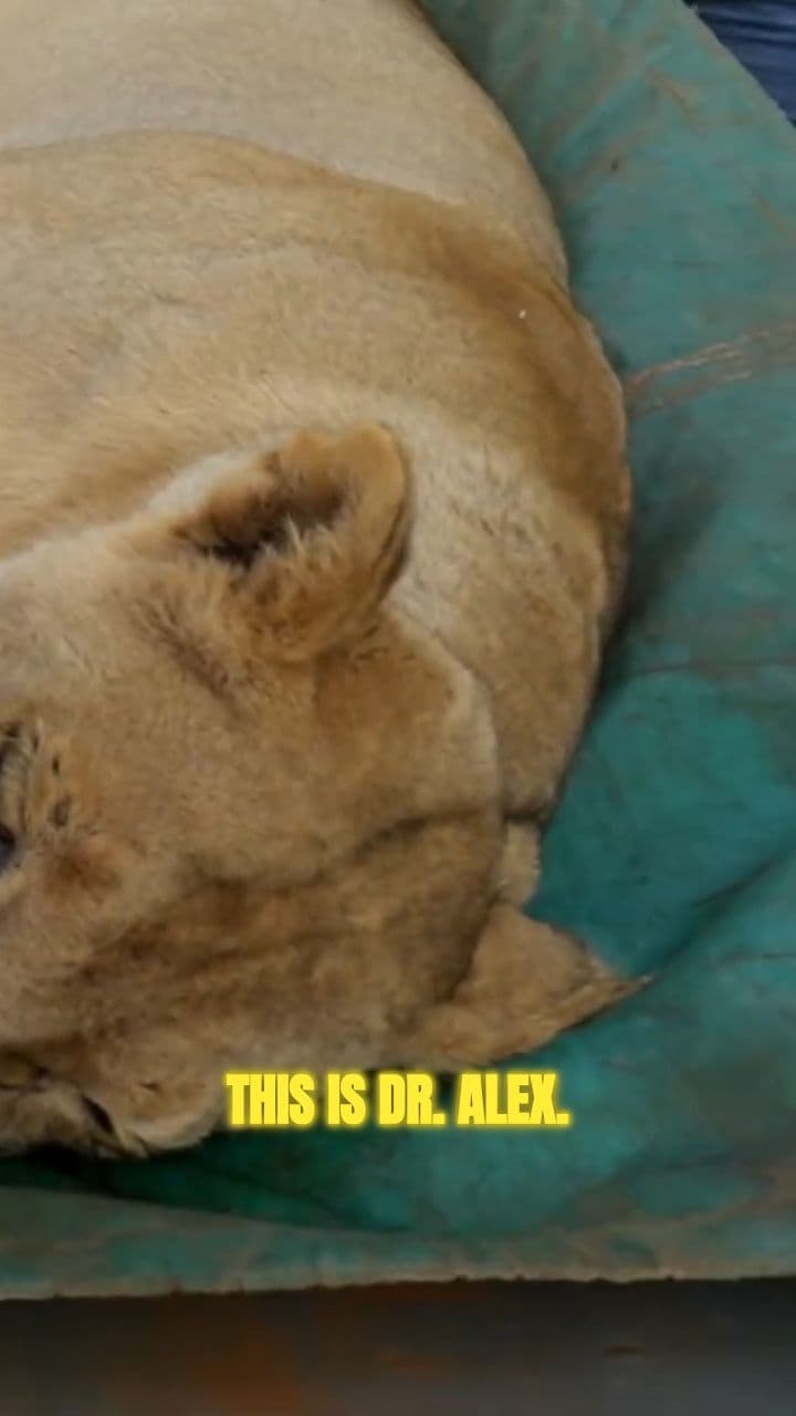 Performing Life-Saving Surgery on a Lion