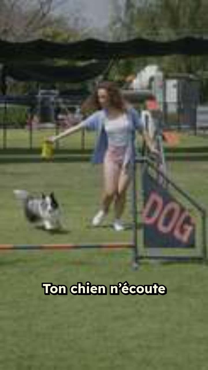 Dressez votre chien en 15 minutes