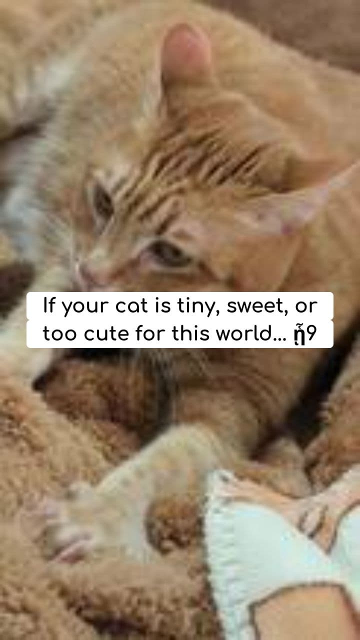 Top 10 Cute Cat Names (Part 2)