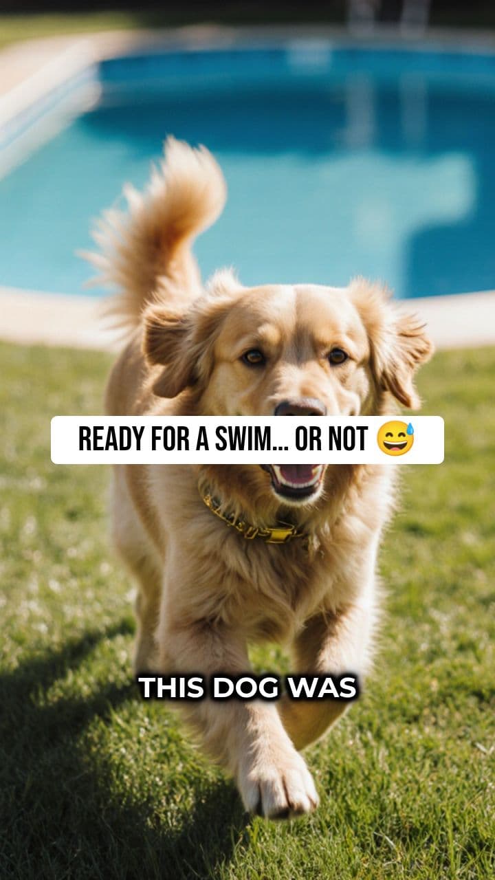 Dog Jumps Into Empty Pool, Instant Regret 🐕🏊.