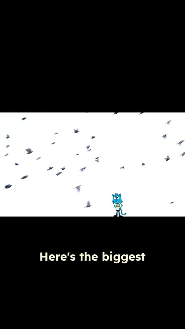 Animals' Secret Navigation Superpowers