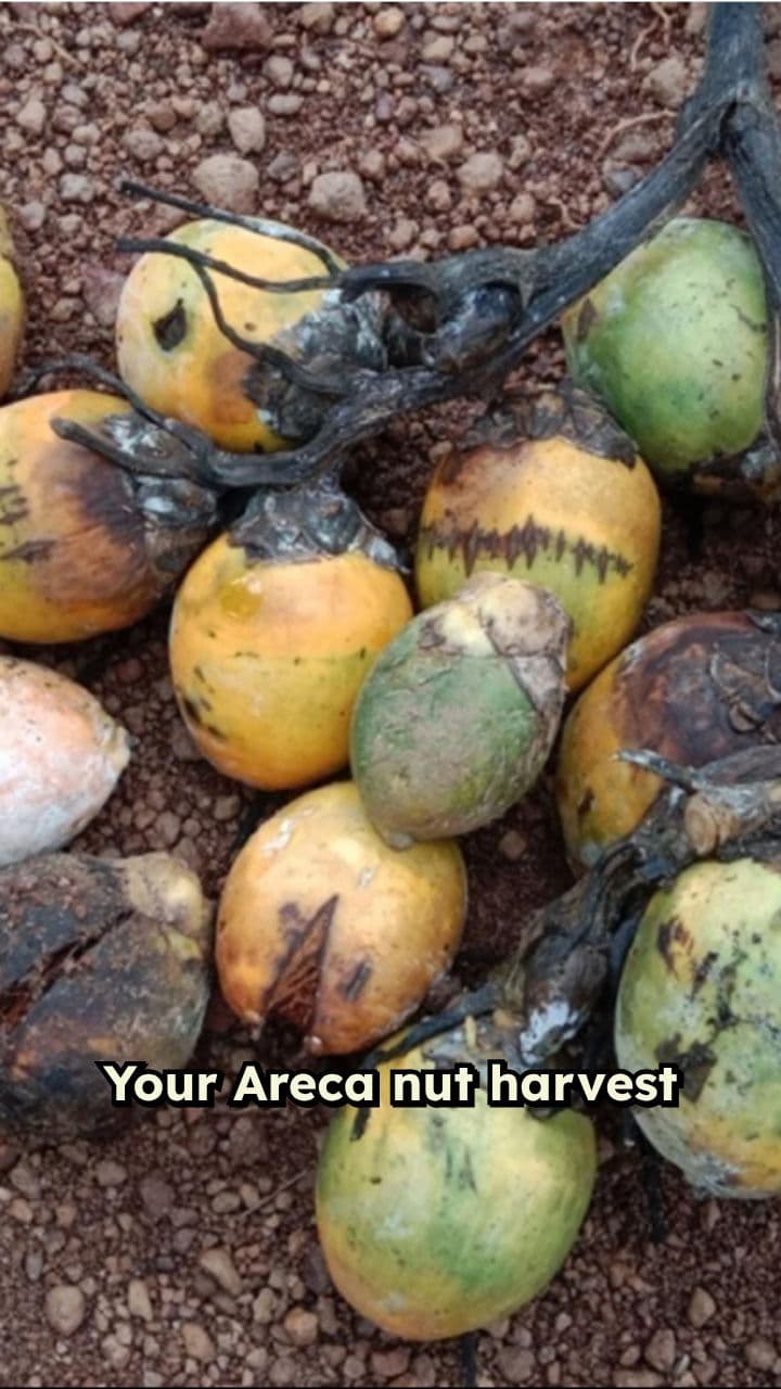 Areca Nut Disease Warning Signs