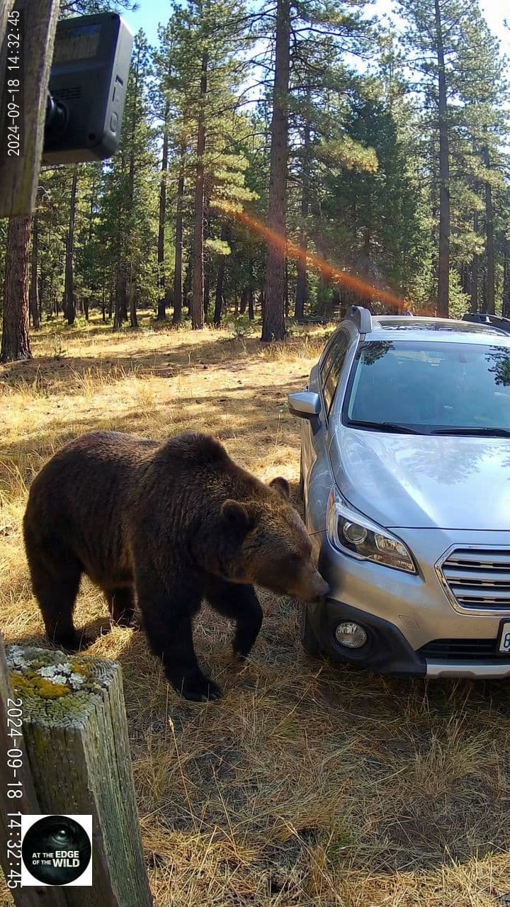 Bear Investigating SUV Dashcam