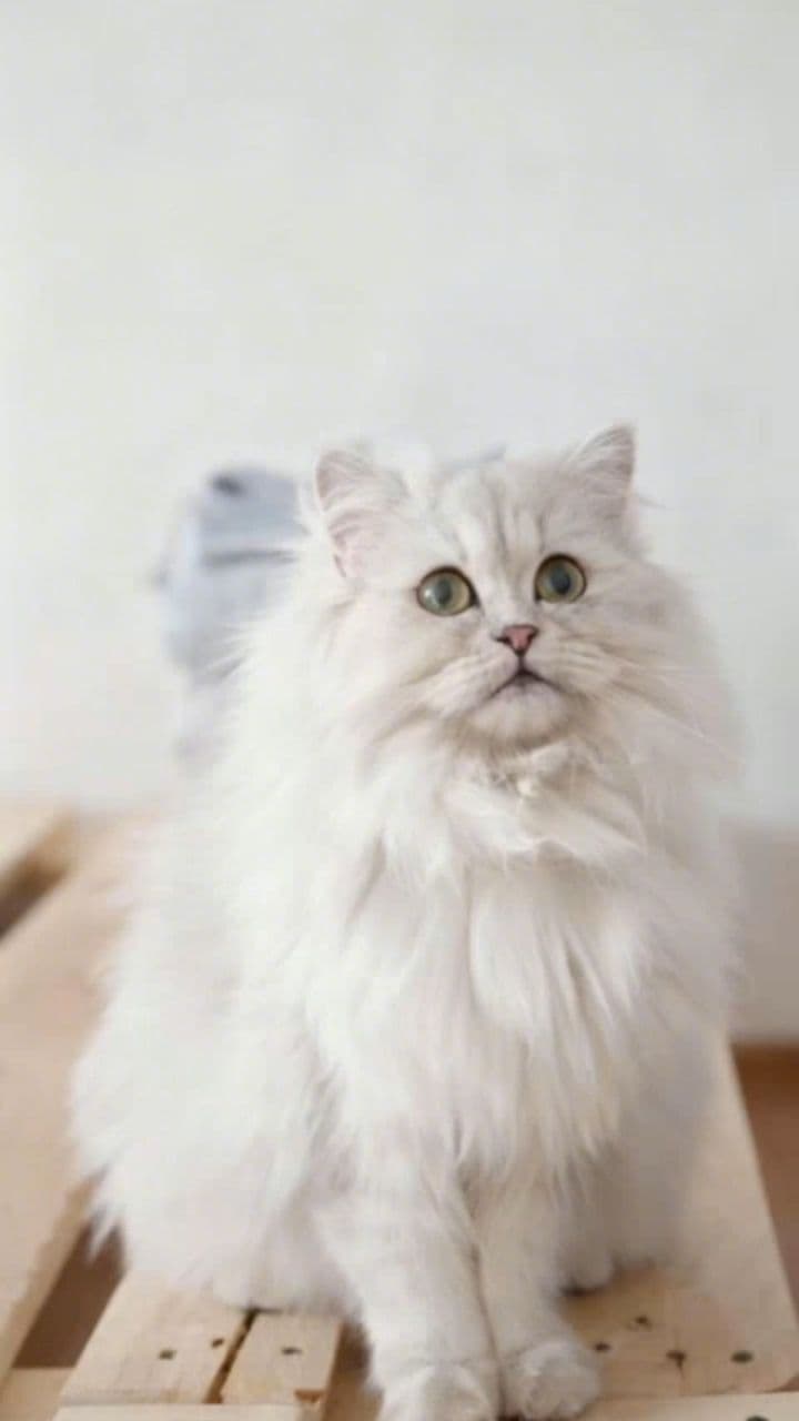 Image transform video