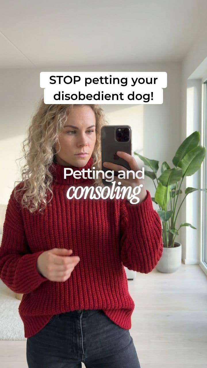 PawChamp 28-Day Challenge UGC Ad