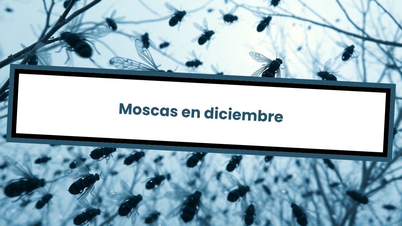 Moscas en diciembre