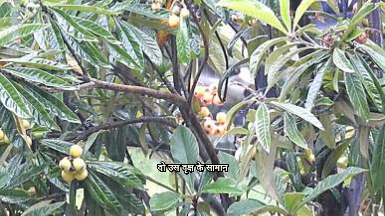 उस वृक्ष के सामान