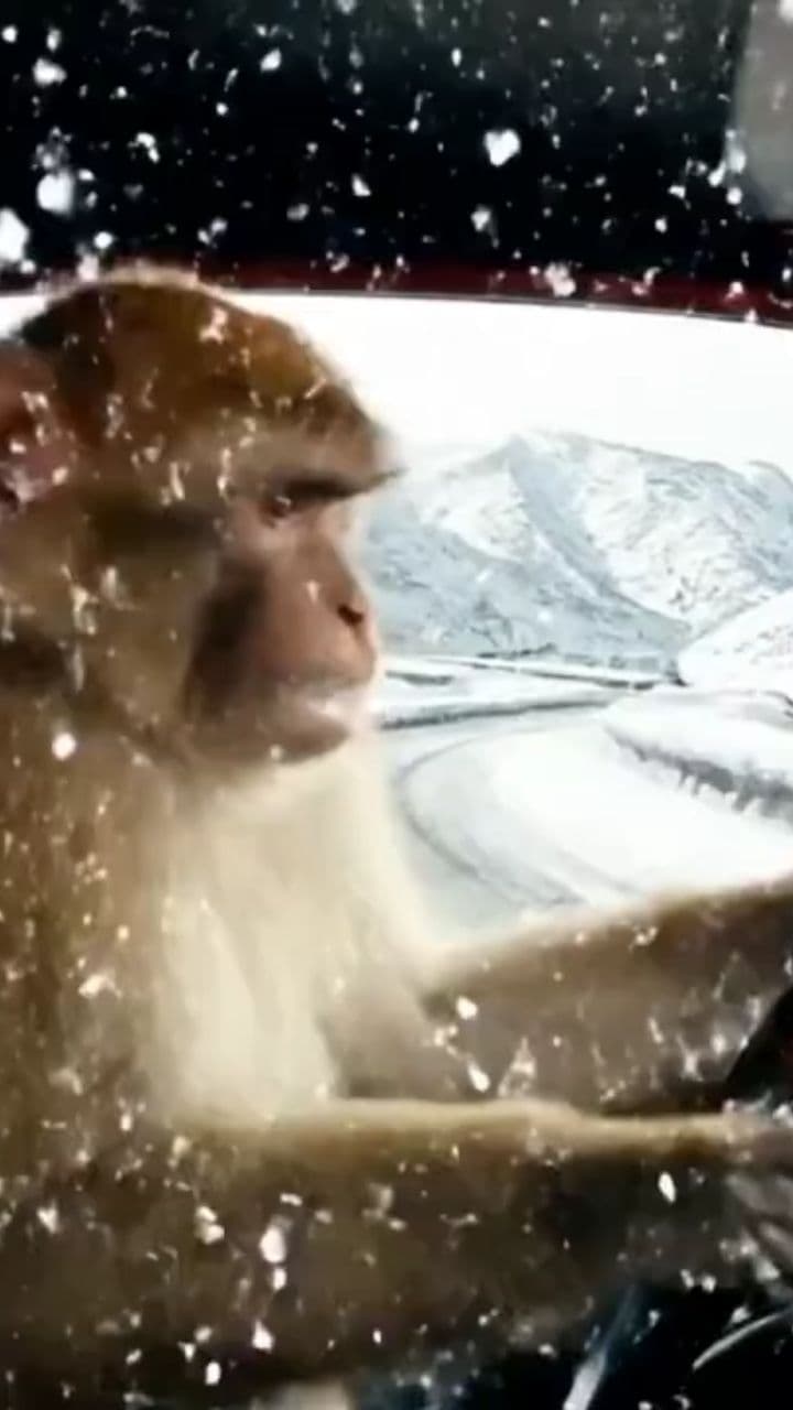 مواجهة حول رسوم الدخول