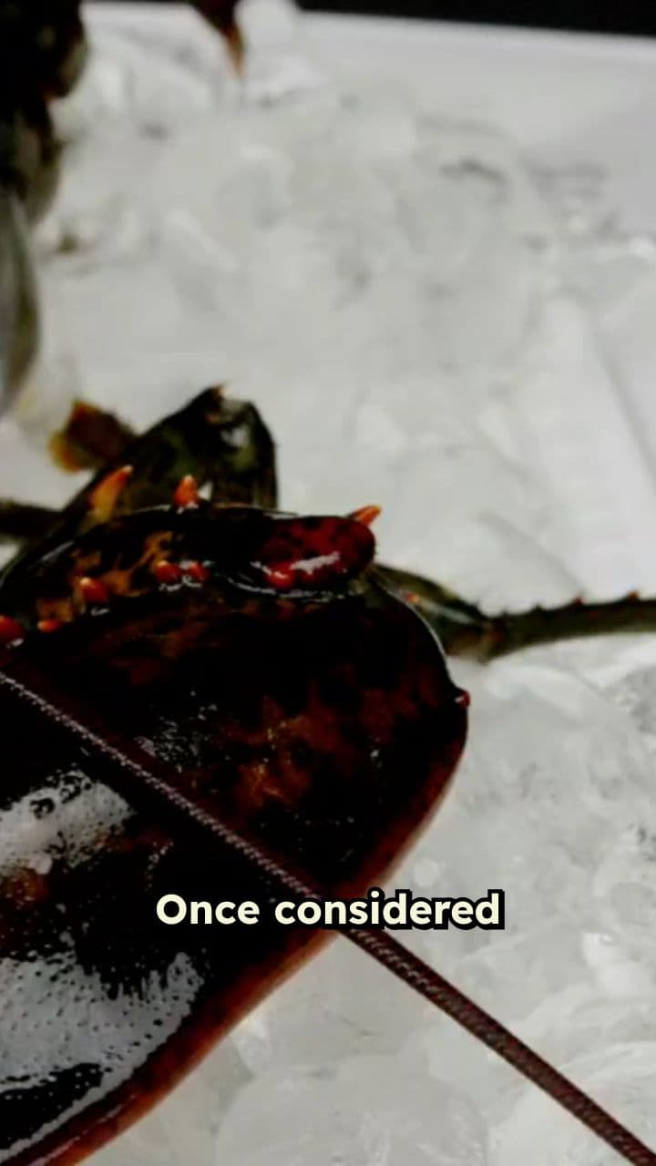 From Trash to Treasure: The Lobster's Rise