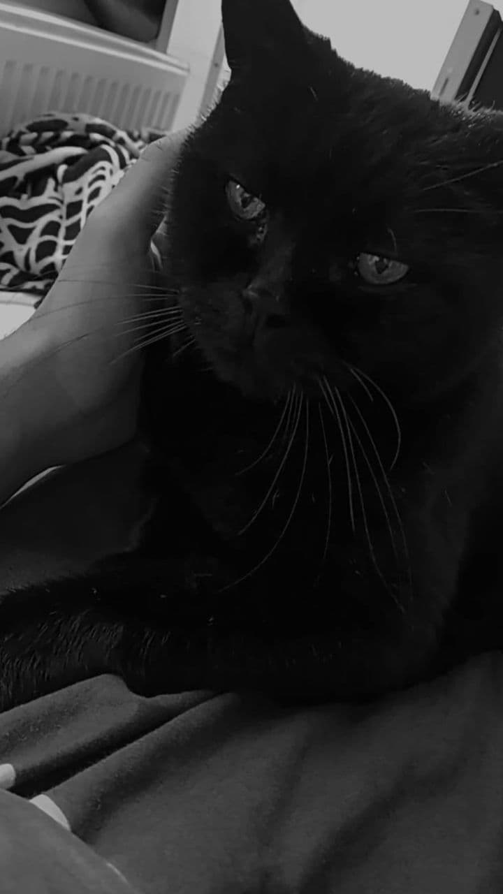 Milo, mein Zauber und Trost