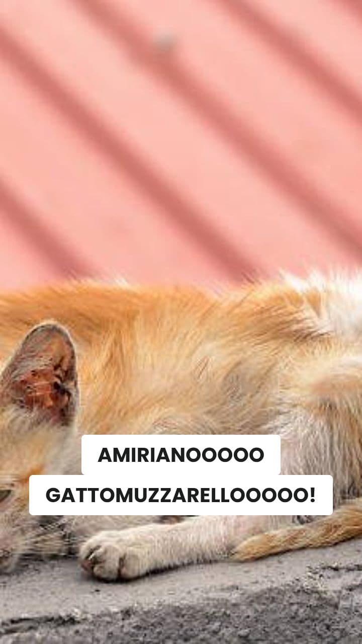 Gattomuzzarelli Brainrot