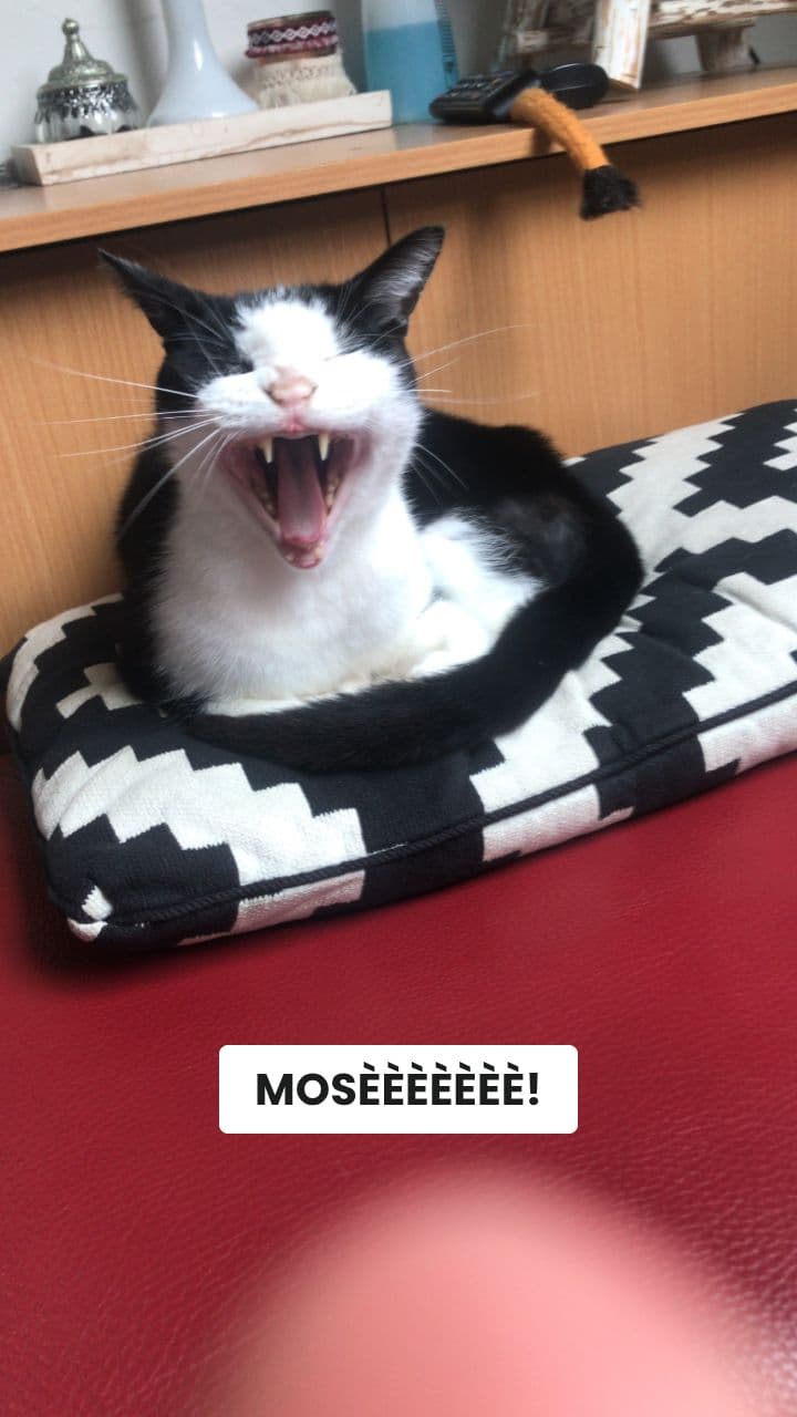 Gattopuckio e il Miracolo della Marinara