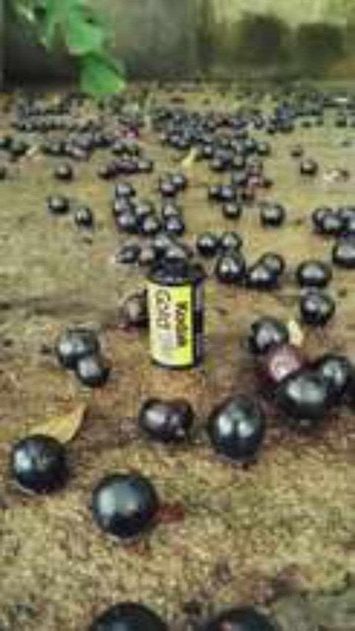 شاید اولین دیدار