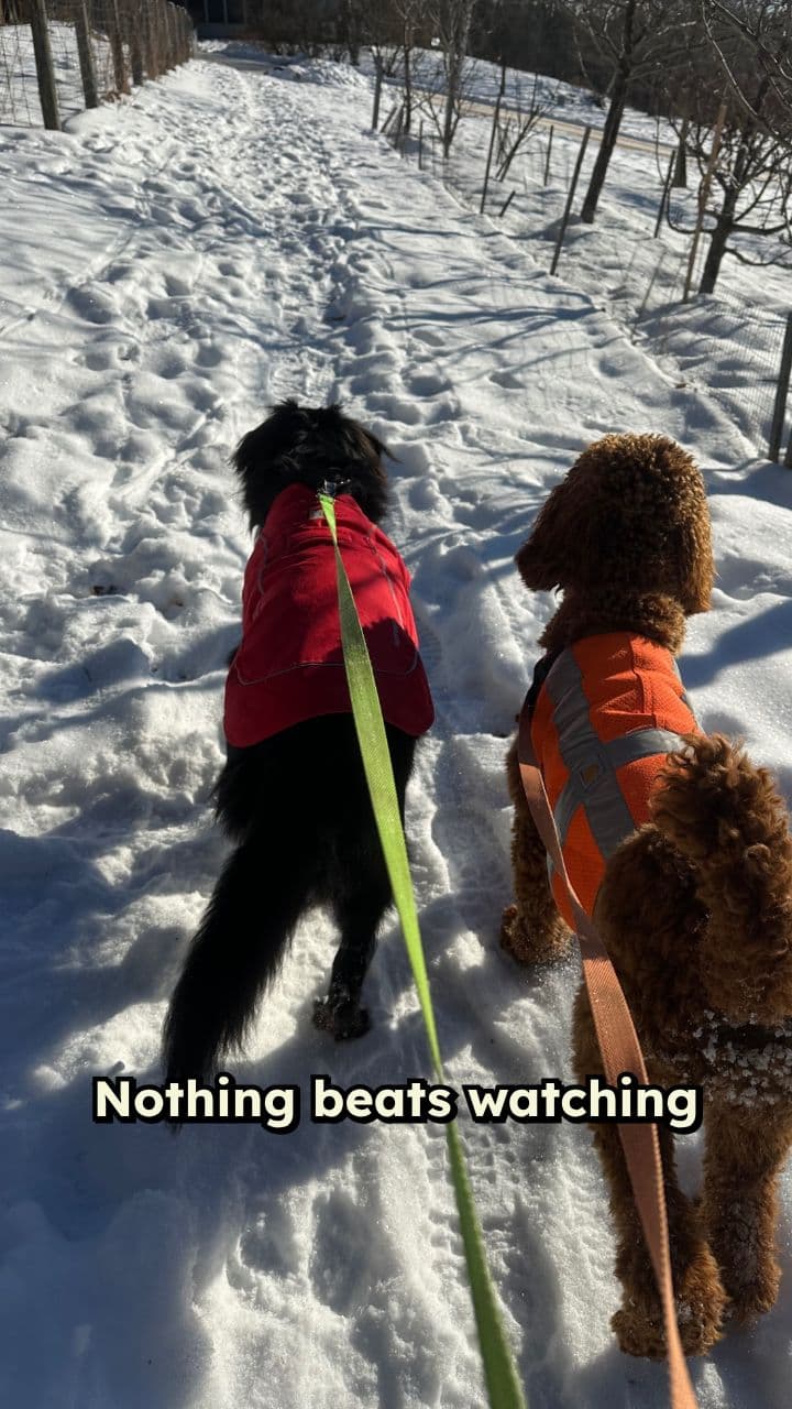 Dogs’ First Powder Day