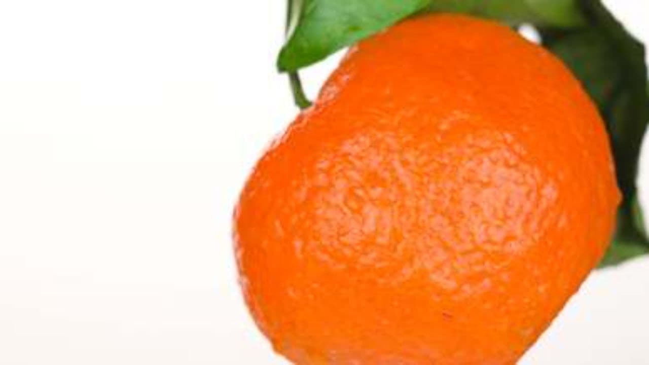 CITRUS: Style with a Purpose