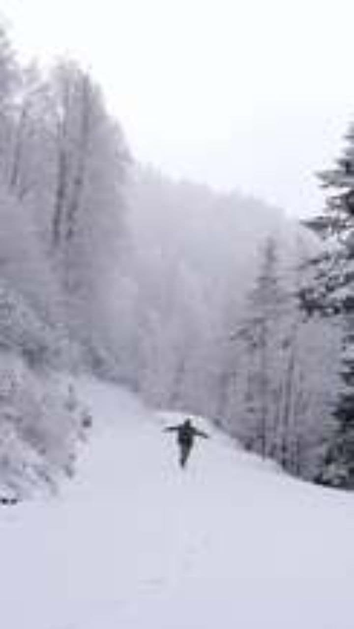 Whispers of the Awakening Forest