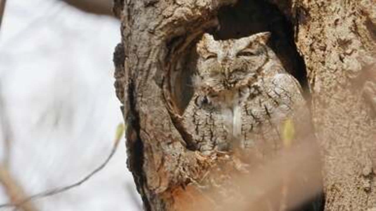 The Lurking Predator