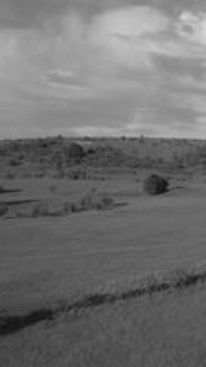 Журавлі у вирії