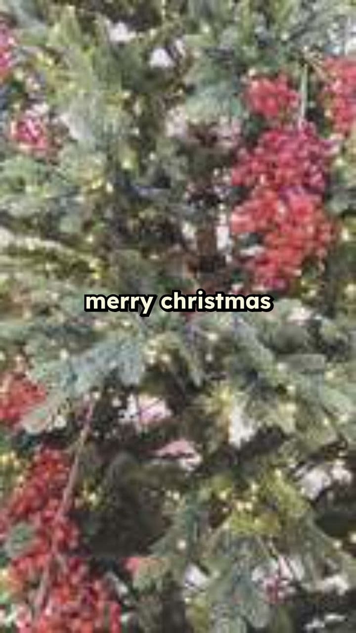 Merry Christmas Wishes