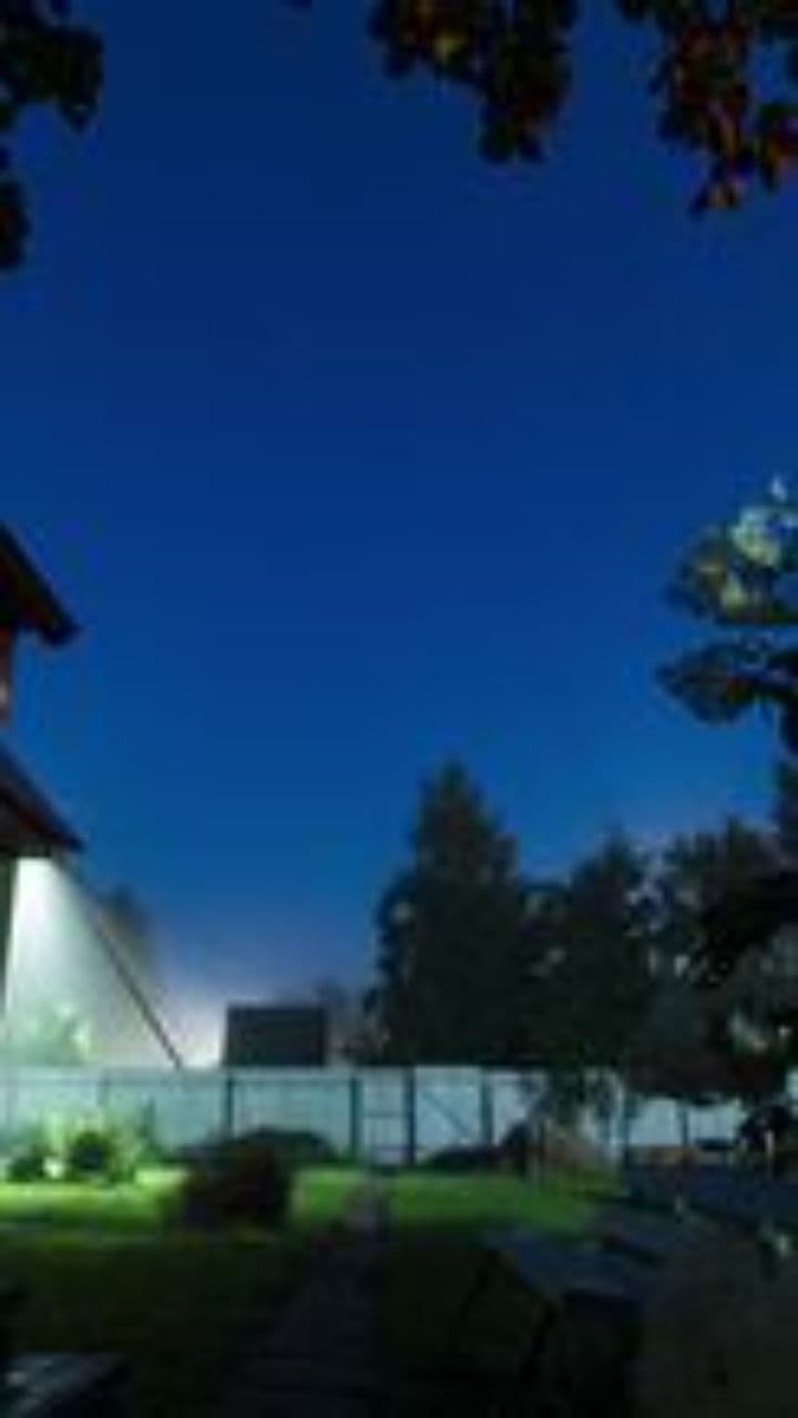 Bear and Cat's Midnight Adventure