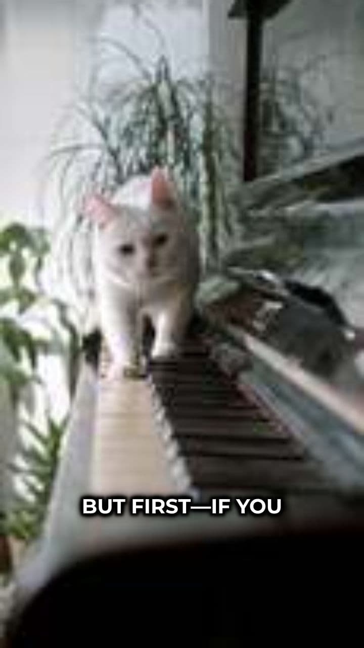 Save This Adorable Kitten!