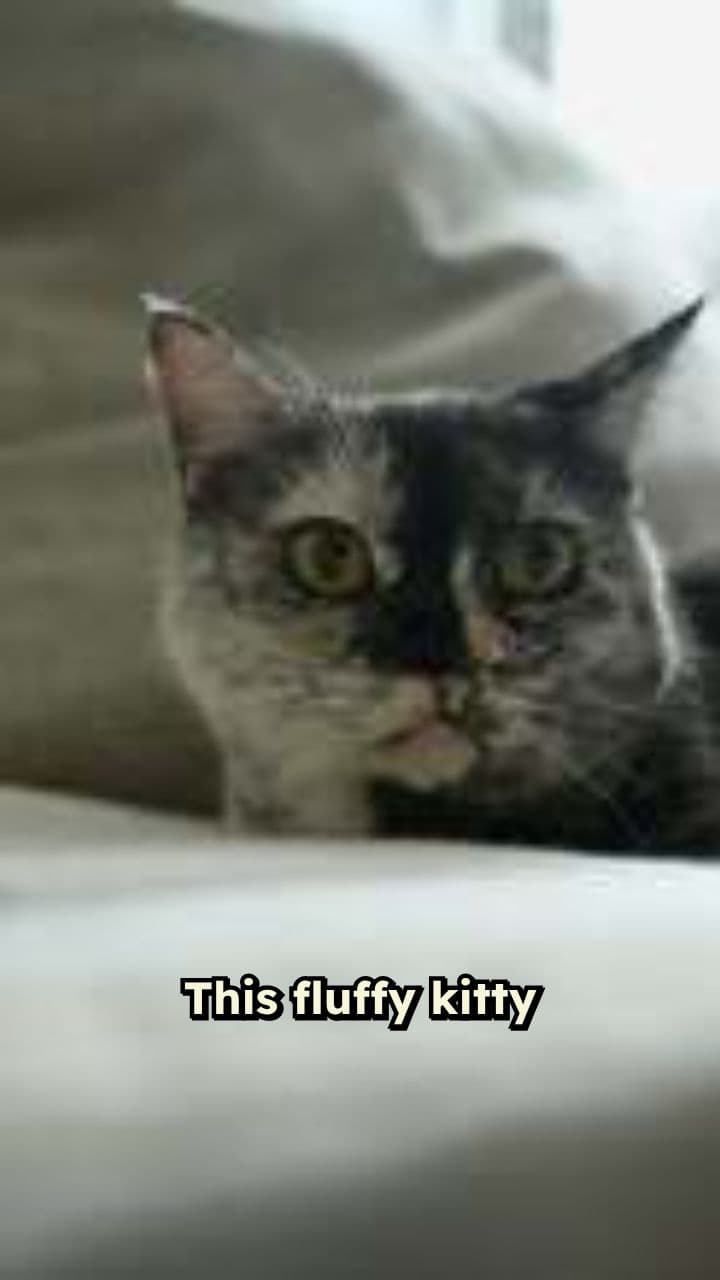 Dramatic Kitty’s New Year’s Eve